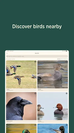 Audubon Bird Guide: Tukuyin ang Higit sa 800 Ibon nang Libre - Screenshot 15